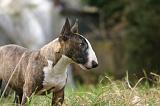 BULL TERRIER MINIATURE 270